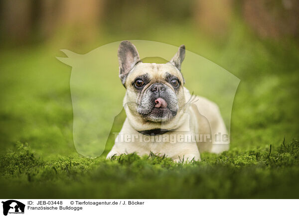 Franz�sische Bulldogge / JEB-03448