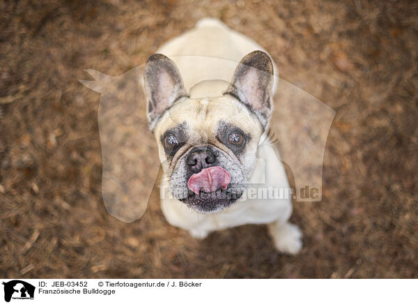 Franz�sische Bulldogge / French Bulldog / JEB-03452
