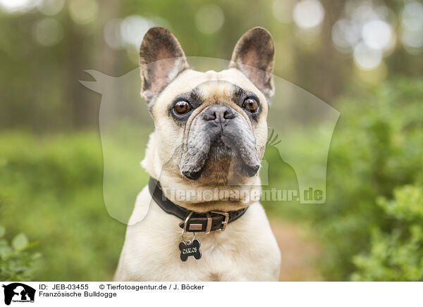 Franz�sische Bulldogge / JEB-03455