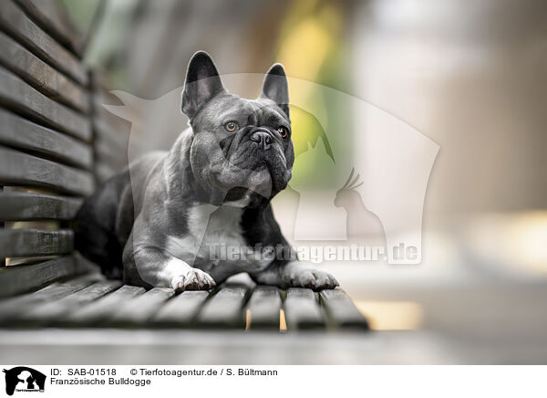 Franz�sische Bulldogge / SAB-01518
