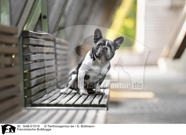 Franz�sische Bulldogge / French Bulldog / SAB-01519