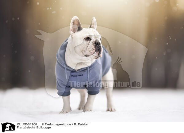Franz�sische Bulldogge / French Bulldog / RP-01700