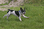 rennende Franzsische Bulldogge