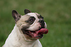 Franzsische Bulldogge Portrait