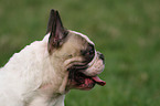 Franzsische Bulldogge Portrait