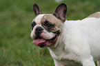 Franzsische Bulldogge Portrait