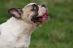 Franzsische Bulldogge Portrait