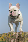 stehende Franzsische Bulldogge