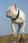 stehende Franzsische Bulldogge