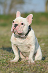 sitzende Franzsische Bulldogge