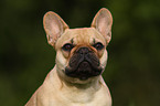 Franzsische Bulldogge