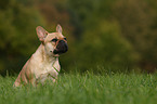 Franzsische Bulldogge