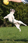 springende Franzsische Bulldogge