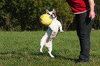 springende Franzsische Bulldogge