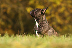 sitzende Franzsische Bulldogge