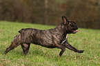 rennende Franzsische Bulldogge