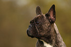 Franzsische Bulldogge Portrait