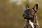 Franzsische Bulldogge Portrait