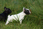 Franzsische Bulldogge Welpe