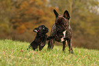 Franzsische Bulldogge Welpe