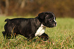 Franzsische Bulldogge Welpe