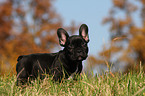 Franzsische Bulldogge Welpe