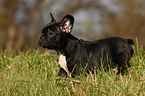 Franzsische Bulldogge Welpe