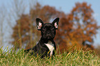 Franzsische Bulldogge Welpe