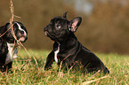 Franzsische Bulldogge Welpe