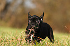 Franzsische Bulldogge Welpe