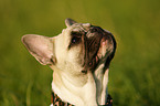 Franzsische Bulldogge Portrait