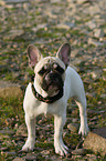 stehende Franzsische Bulldogge