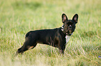 stehende Franzsische Bulldogge