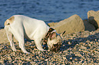 Franzsische Bulldogge