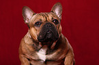 Franzsische Bulldogge Portrait