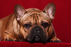 Franzsische Bulldogge