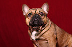 Franzsische Bulldogge Portrait