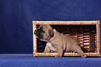 French Bulldog Welpe