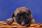 French Bulldog Welpe