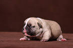 Franzsische Bulldogge Welpe