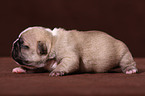 Franzsische Bulldogge Welpe