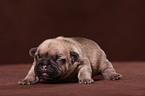 Franzsische Bulldogge Welpe