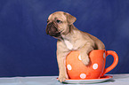 French Bulldog Welpe in Tasse