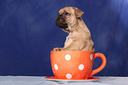 French Bulldog Welpe in Tasse