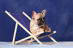 French Bulldog Welpe auf Liegestuhl