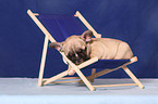 French Bulldog Welpe auf Liegestuhl