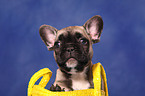 French Bulldog Welpe in Tasche