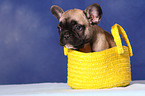 French Bulldog Welpe in Tasche