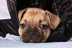 Franzsische Bulldogge Welpe