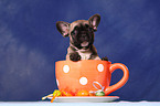 French Bulldog Welpe in Tasse